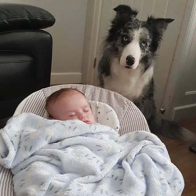 Border Collie sitting behind the sleeping baby