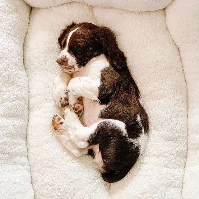 A English Springer Spaniel puppy sleeping on the bed