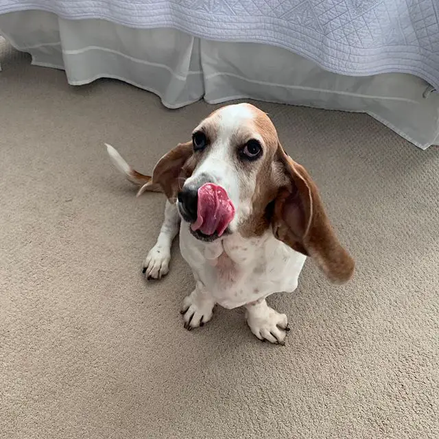 A Basset Hound sitting on the floor while licking its mouth