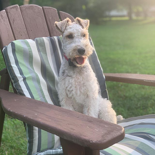 A Fox Terrier sitting on the chair at the park