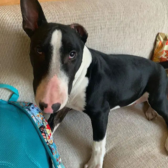 A Bull Terrier standing on the couch