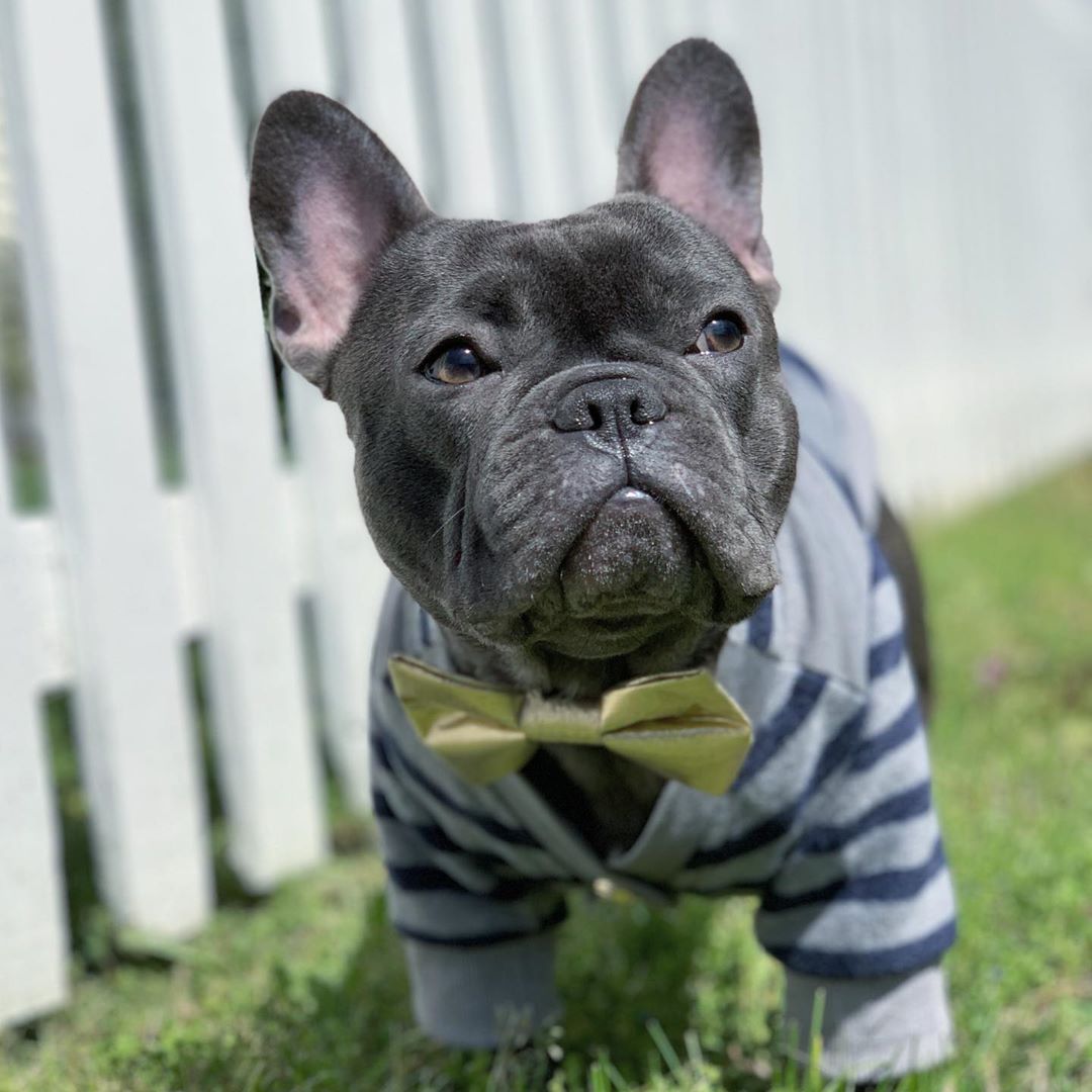 cute black french bulldog wearing striped sweater and ribbon tie