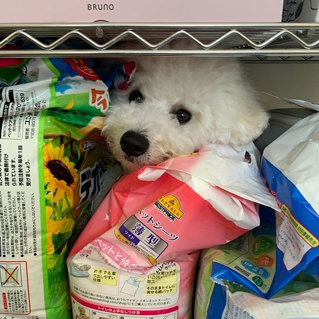 A Bichon Frise hiding behind the sack of food