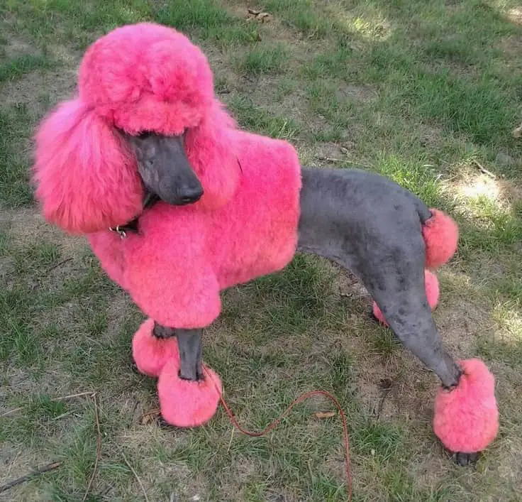 Poodle with gray color on its face and body, while its head, ears, chest (looks like a shirt), tail, and feet are colored in pink