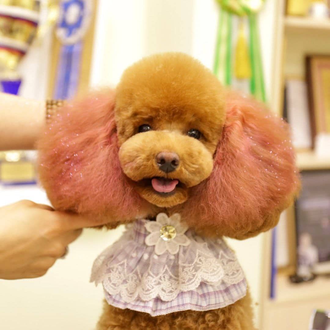 apricot Poodle in marshmallow hairstyle with pink color with sparkles on her ears