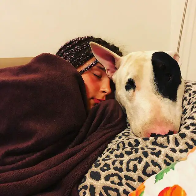 a woman sleeping on the back of a Bull Terrier
