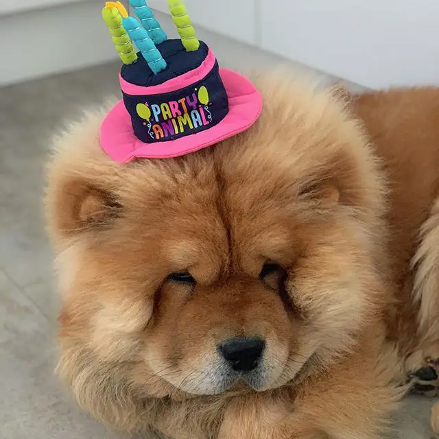 fluffy Chow Chow lying down on the floor wearing a cake head piece