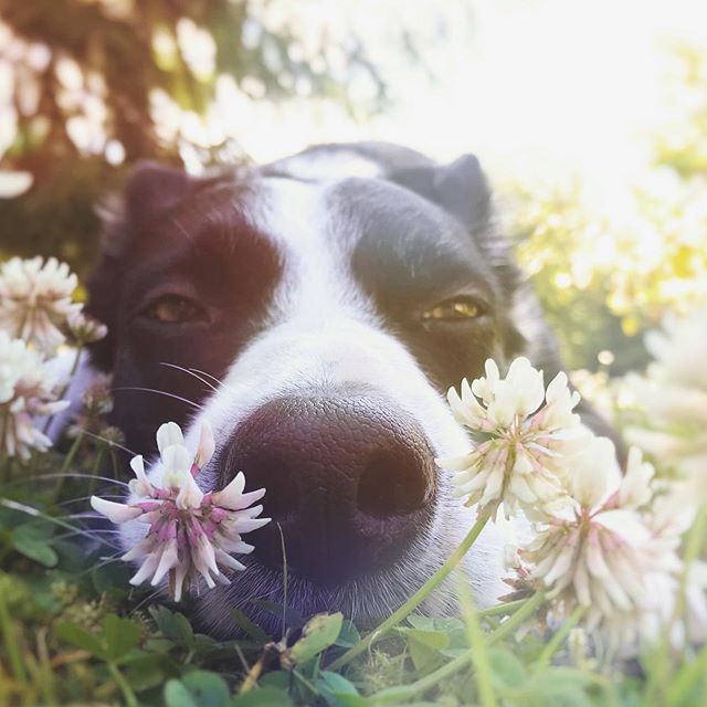 Border Collie smelling the flowers on the grass