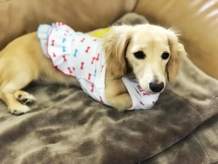 A Dachshund wearing a cute dress while lying on the couch