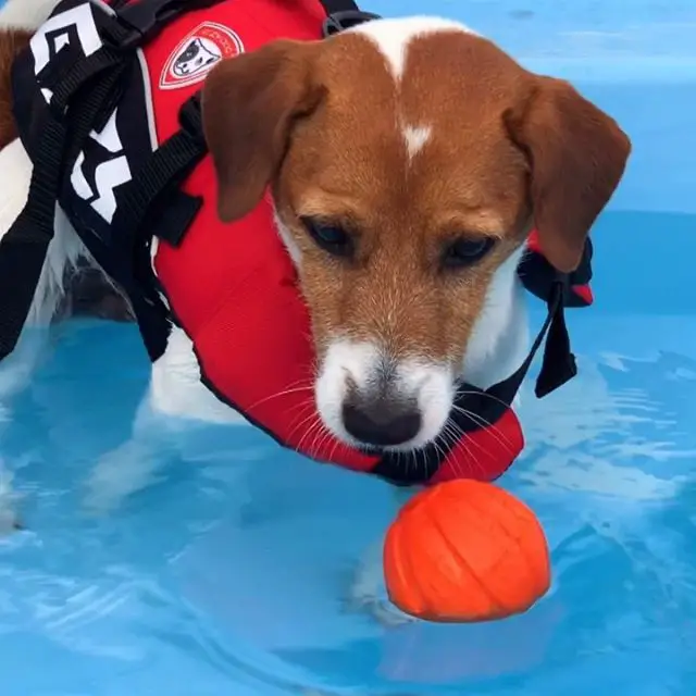 Jack Russell Terrier in the water learning how to swim while wearing a floater