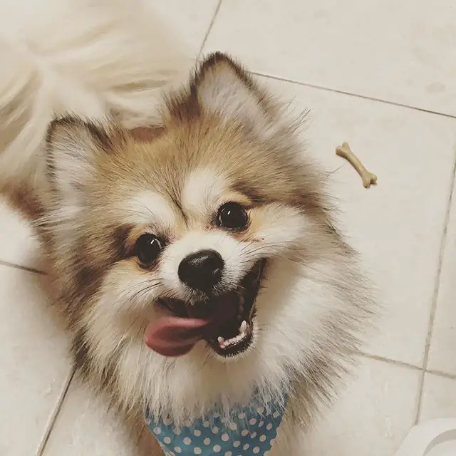 a happy Pomeranian wearing a blue scarf while standing on the floor