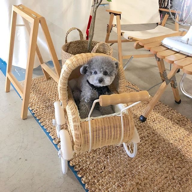 A Bichon Frise sitting inside a rattan stroller