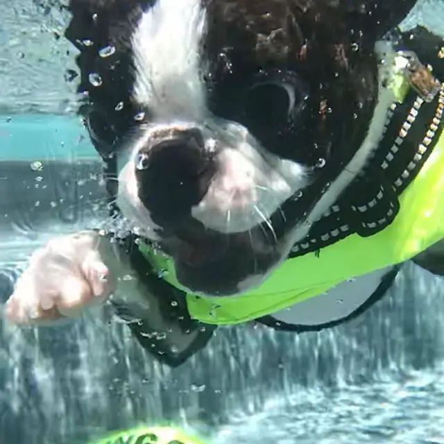 A Boston Terrier under the water with its shocked face