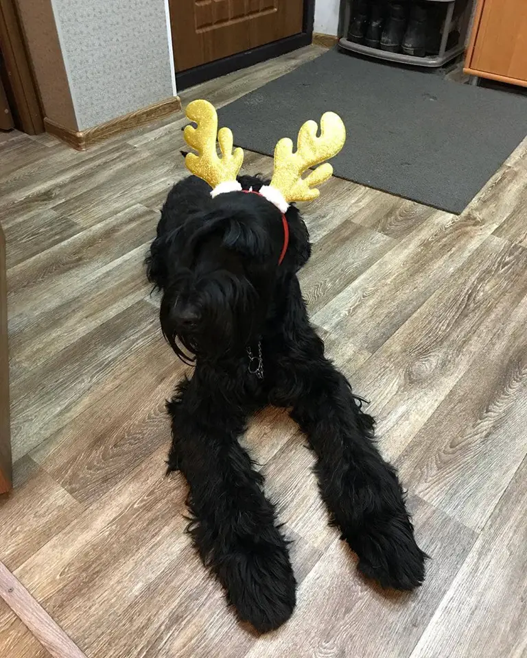 A black Schnauzer lying on the while wearing a reindeer head band