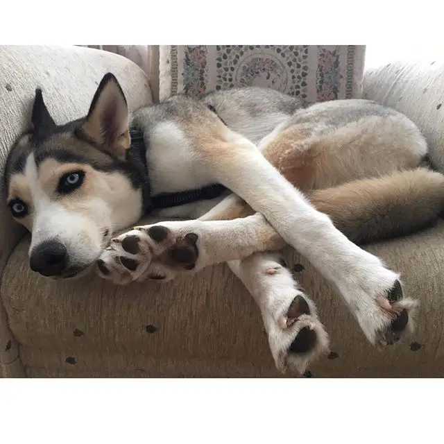 A Siberian Husky lying on the couch