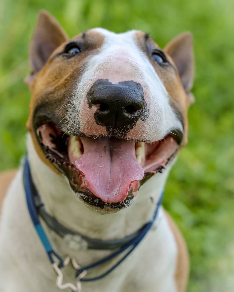 A happy Bull Terrier showing its big smile while at the park