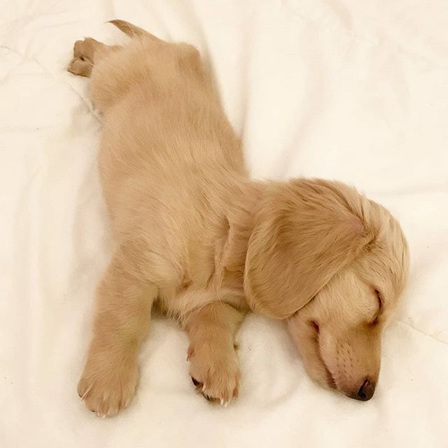 a yellow Dachshund sleeping soundly on the bed