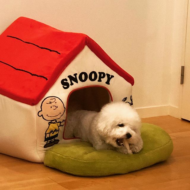 A Bichon Frise in its dog house while lying on its bed and eating its treats