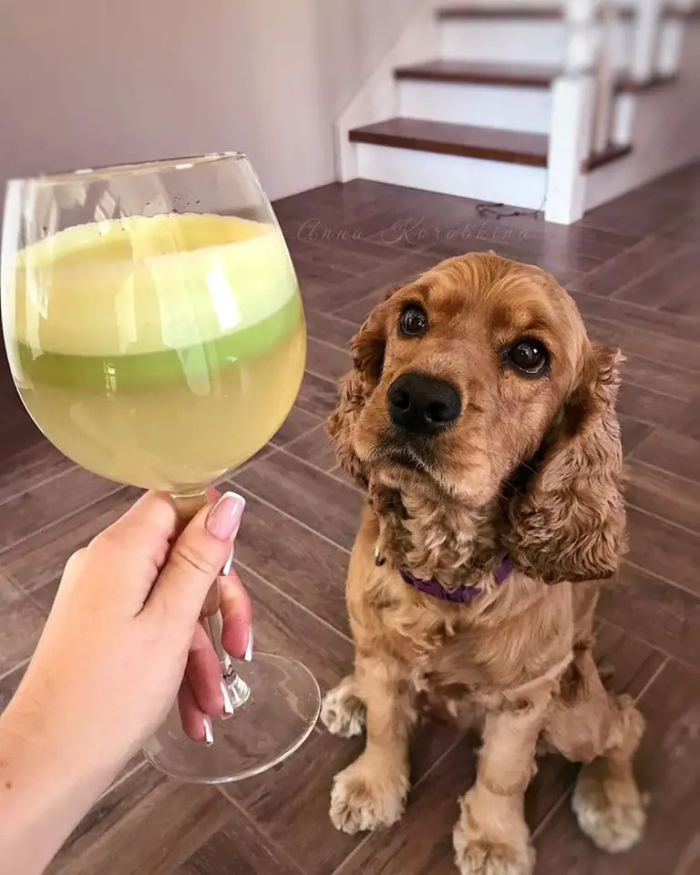 A Cocker Spaniel sitting on the floor while staring at the wine juice in the hands of a woman in front of her