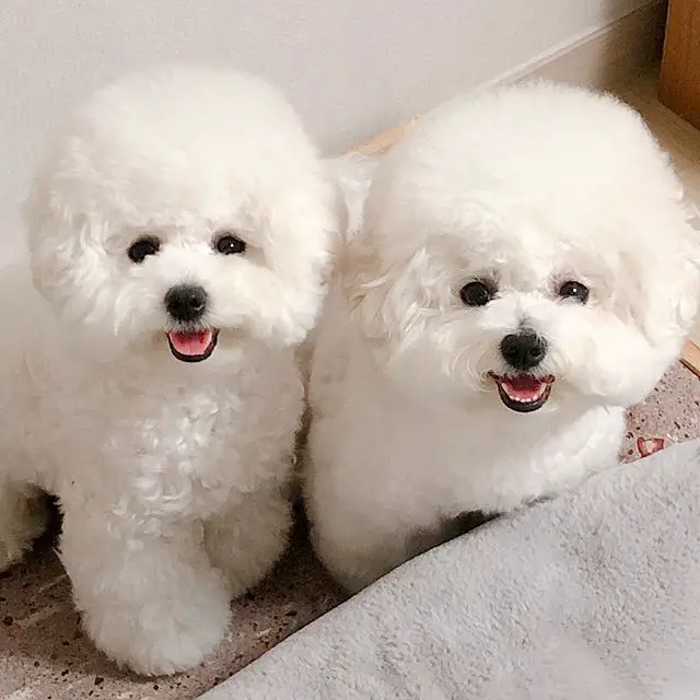 two Bichon Frise sitting on the floor while smiling