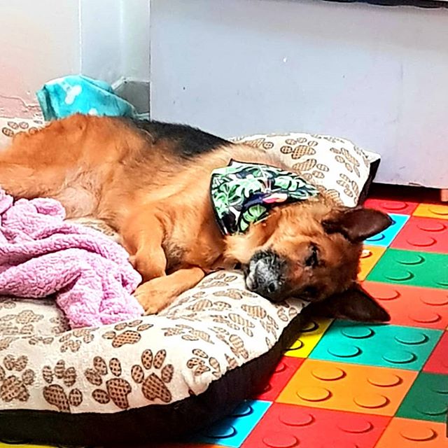 German Shepherd sleeping soundly in its bed