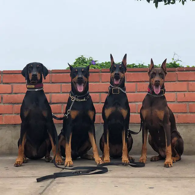 four Doberman sitting on the pavement with a brick wall behind them