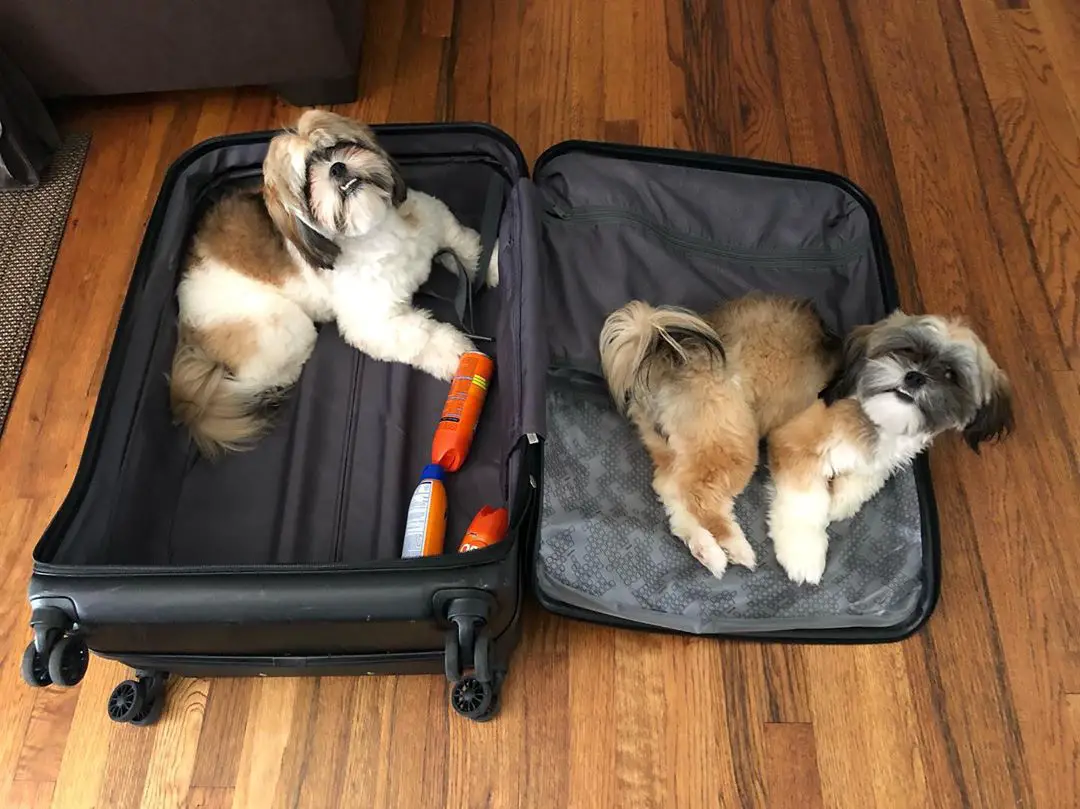 two Shih Tzus lying on a suitcase