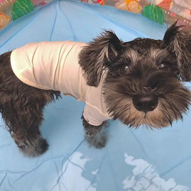 A Schnauzer wearing a white shirt while standing on the bed