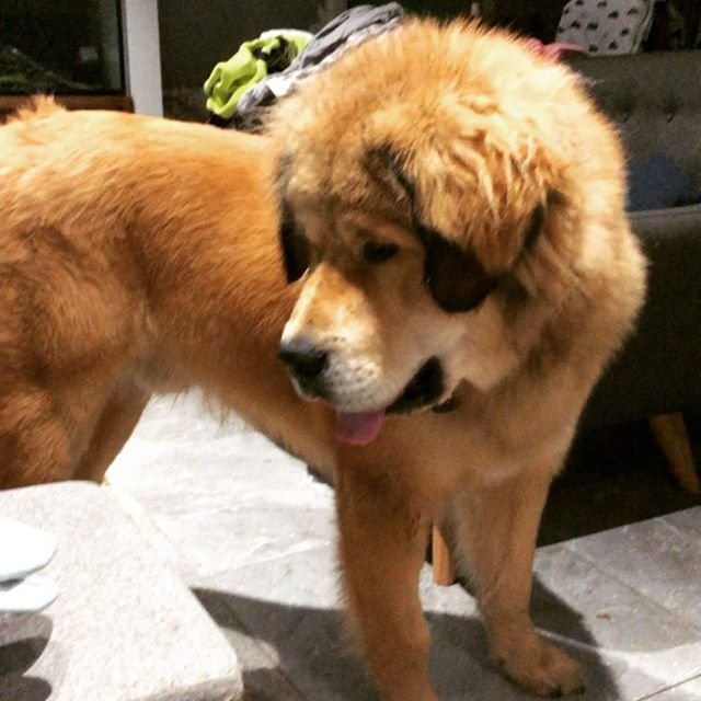 A yellow Tibetan Mastif standing on the floor in the living room