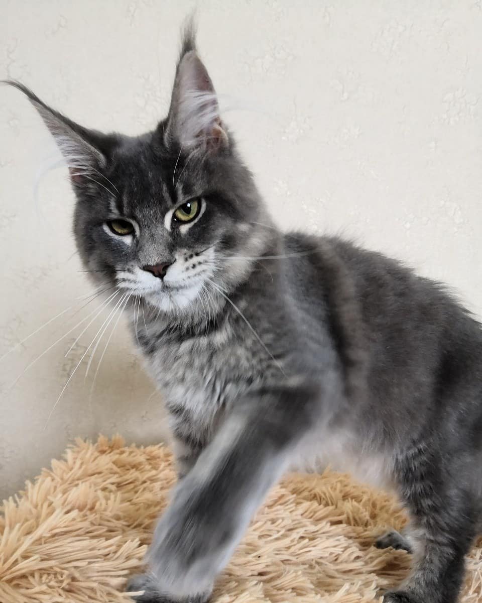 Maine Coon in gray color