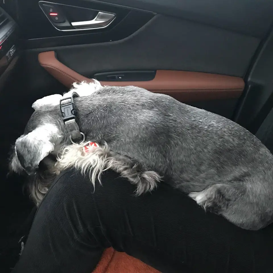 Schnauzer lying on the lap of a person sitting in the passenger seat