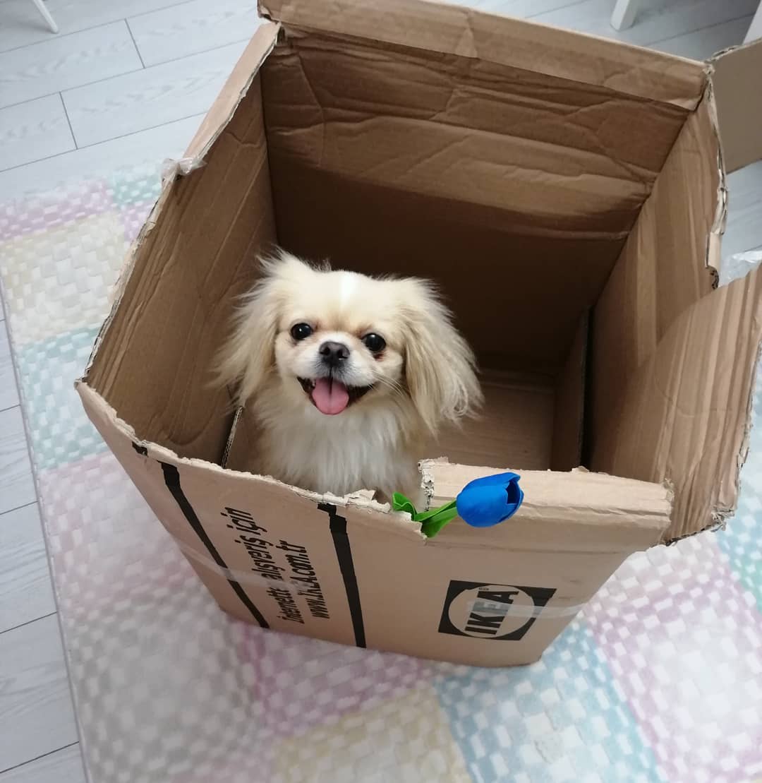 A Pekingese sitting inside the cardboard box while smiling