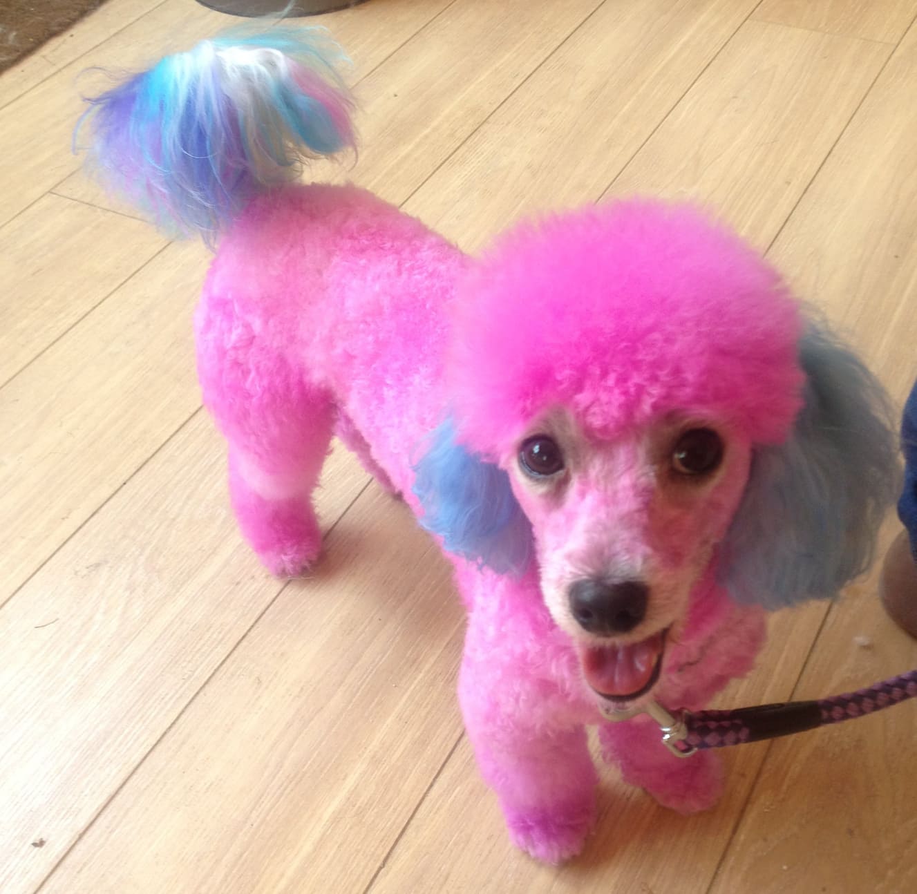 Poodle in bubble gum hairstyle with pink fur color on her body while her ears are blue and her tail is colorful