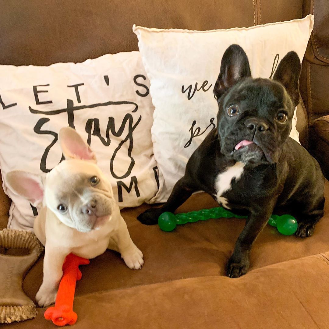 black and a white french bulldog in a couch with throw pillows