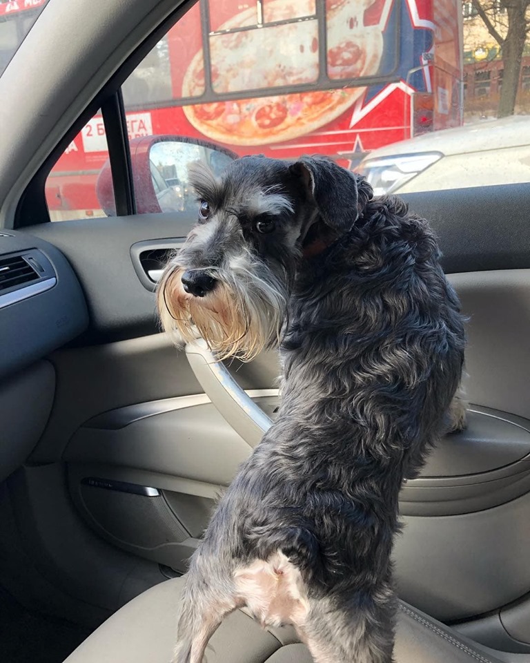 Schnauzer standing by the window inside the car while looking back at the driver