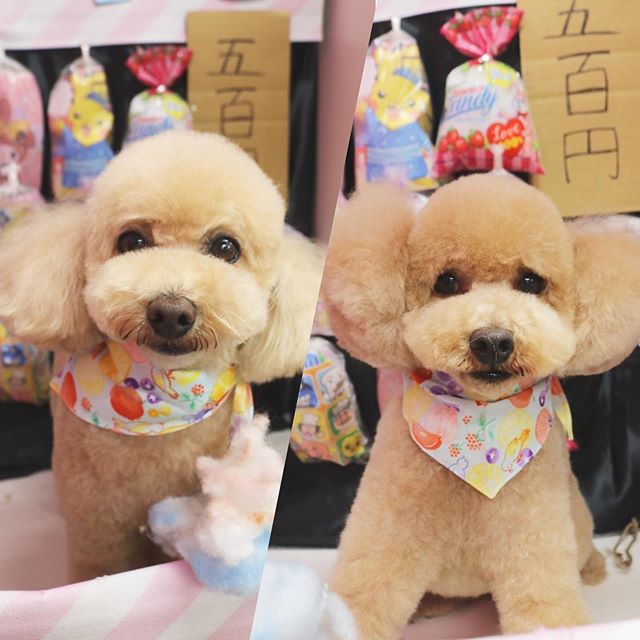two photos of Bichon Frise wearing colorful scarf