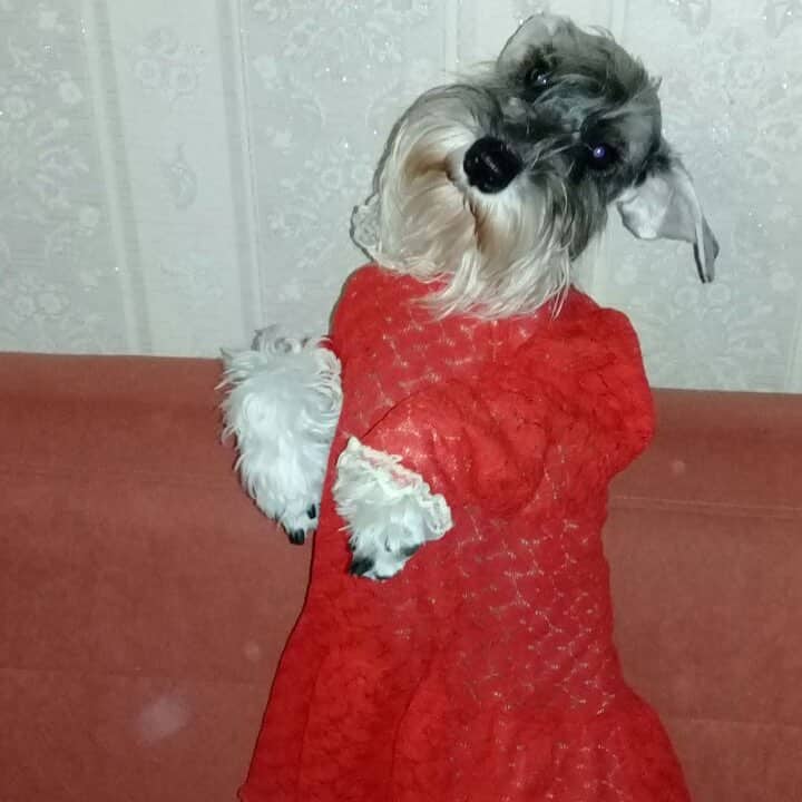 A Schnauzer wearing a red dress while standing on top of the couch