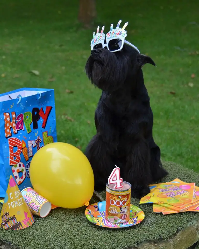 A black Schnauzer sitting in the yard celebrating its birthday