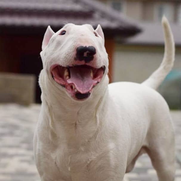 A Bull Terrier standing on the concrete floor while looking up and smiling