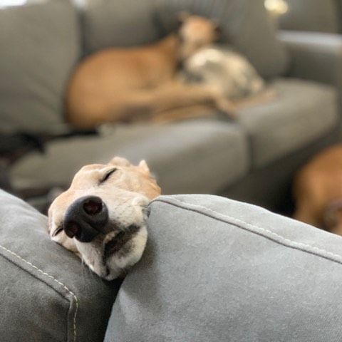 A Greyhound sleeping on the couch with its face on top of the pillow