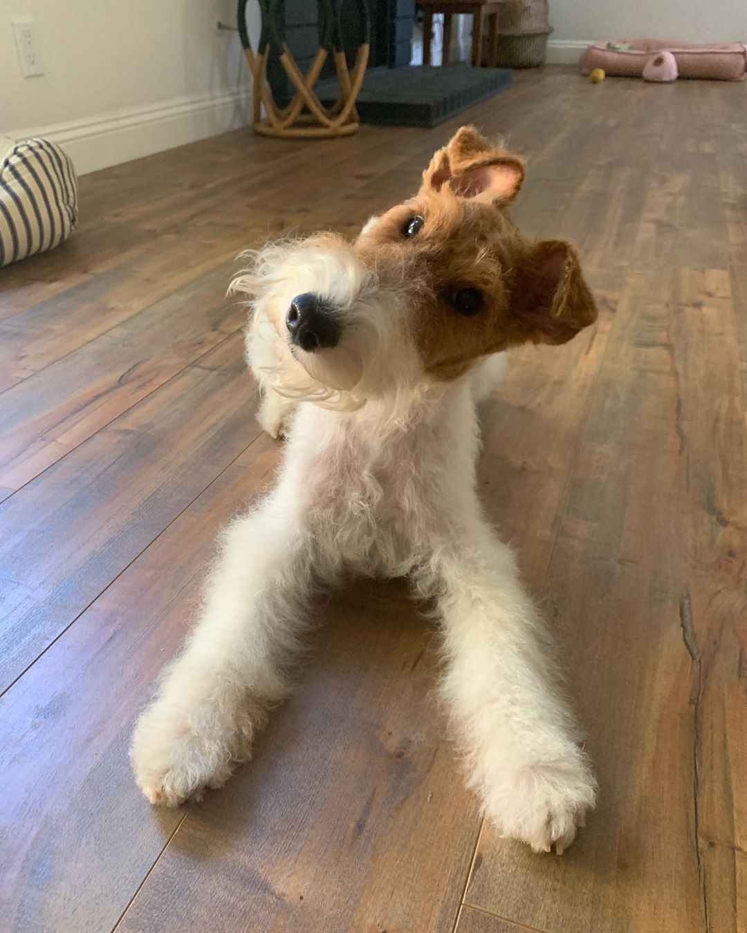 A Fox Terrier lying on the floor while tilting its head