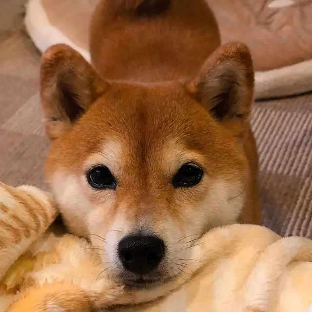 A Shiba Inu lying down on the floor with its begging face