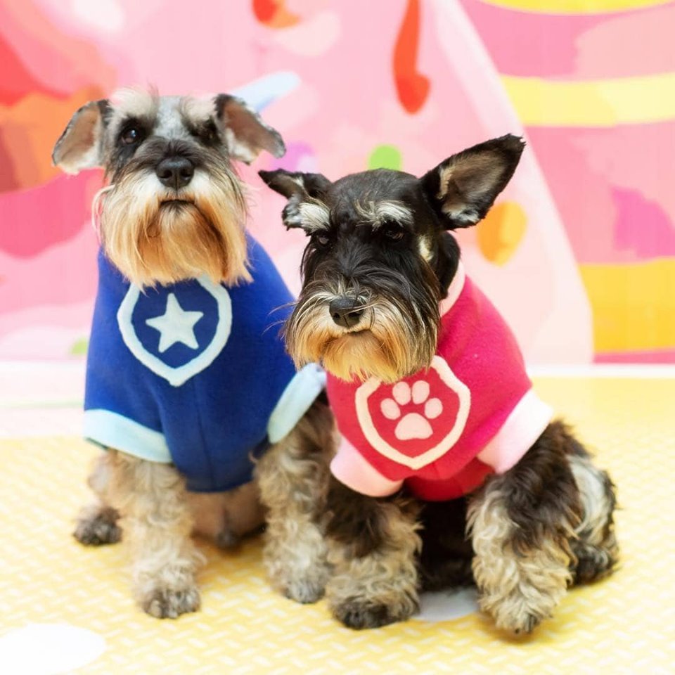 two Schnauzer in paw patrol costume while sitting on the bed