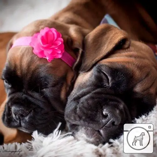 two Boxer puppies sleeping soundly next to each other while one is wearing a pink rosette on its head