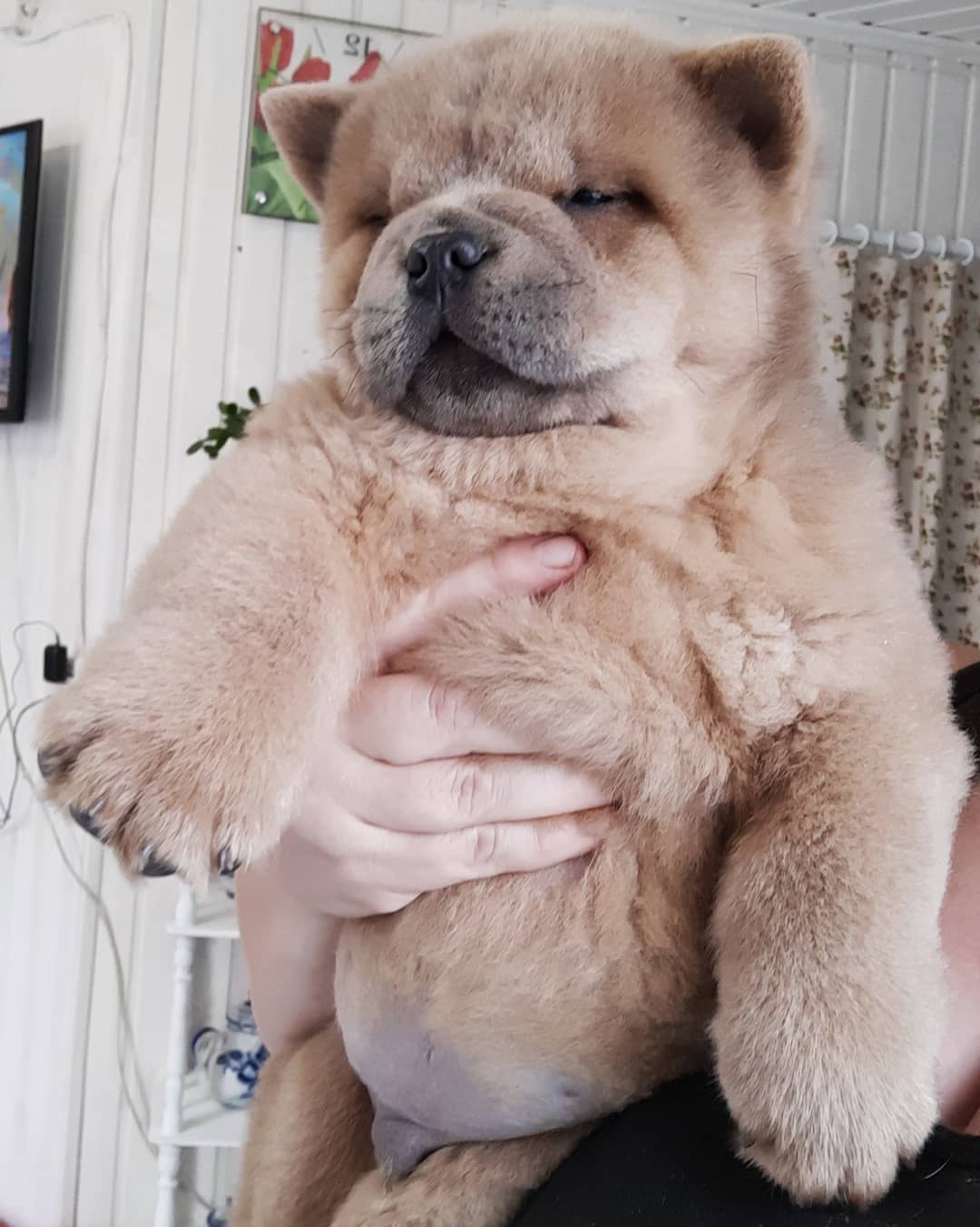 holding up a sleeping Chow Chow puppy