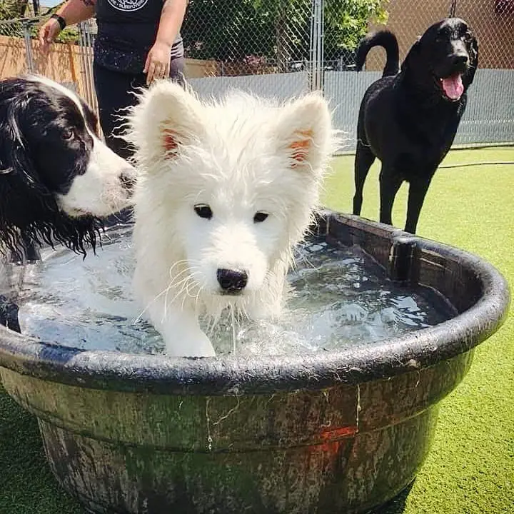 Samoyed inside bucket filled with water