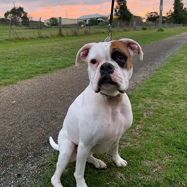 A Boxer sitting on the road on a sunset