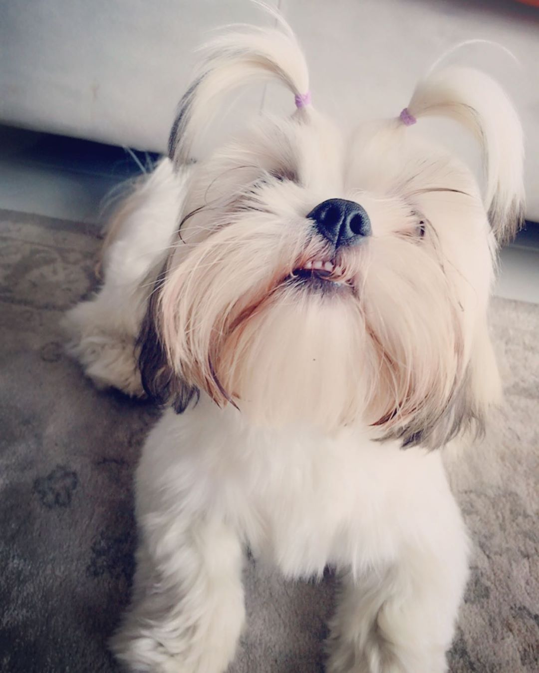 white Shih Tzu lying down on the floor