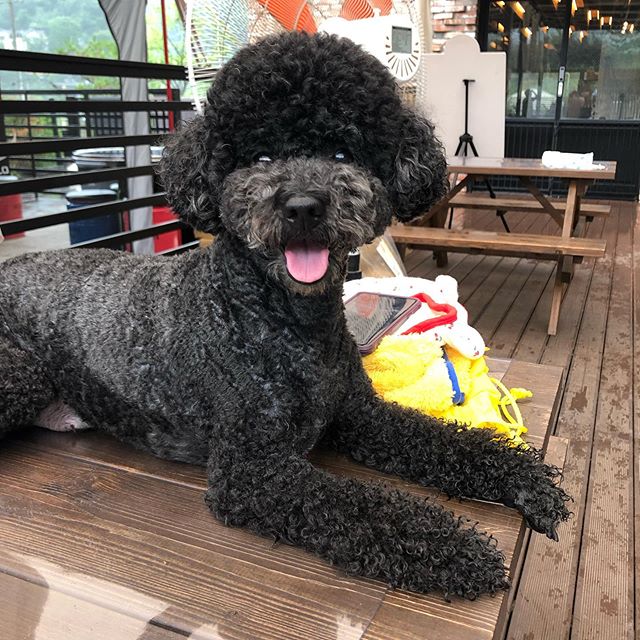 A black Poodle lying on top of the table while smiling with its tongue out