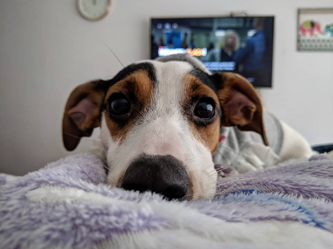 close up face of the Jack Russell Terrier lying on the bed